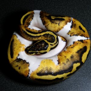 My pastel pied male at 250 grams