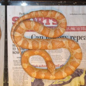 My WC garter snake