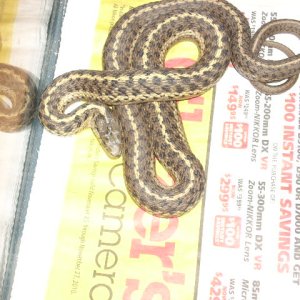 My WC garter snake