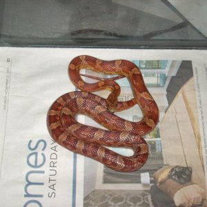 My WC garter snake