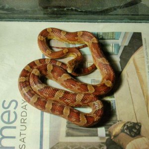 My WC garter snake