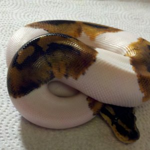 Pied Ball Python