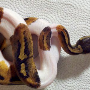 pied ball python