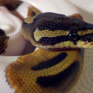 Pied ball pyhton