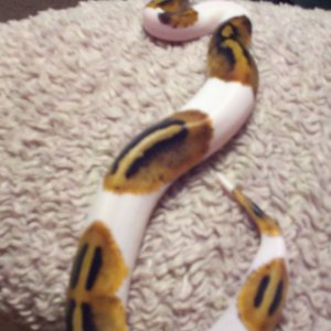 pied ball pyhton