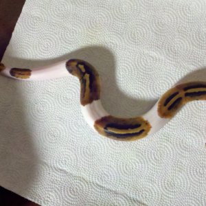 Pied ball python