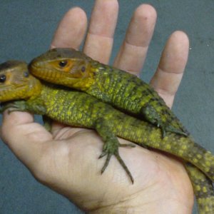 Baby Caiman Lizards