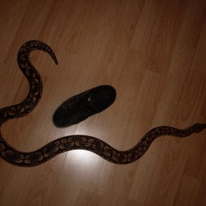 Dumerils Boa (Fem)