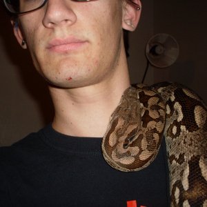 Dumerils Boa (Fem)