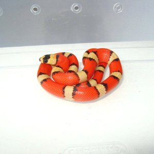 tricolor hypo