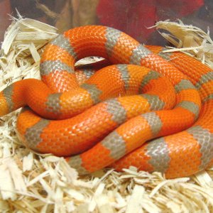 extreme hypo (2009 male)