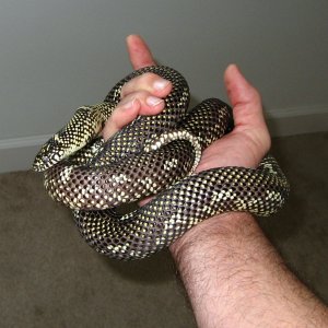 Outer Banks king (2008 male)