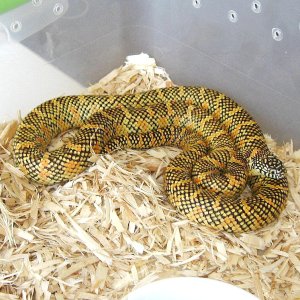 high-yellow Brooks king (2009 male)