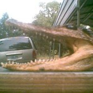 Gator eats van
