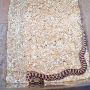 50% Poss Het Axanthic