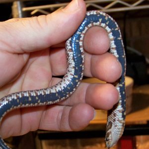 50% Poss Het Axanthic