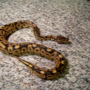 male_1