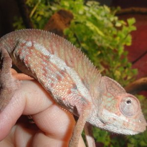 Baby panther chameleon
