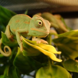Baby Veiled chameleon