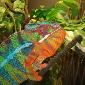 Blue Bar ambilobe panther chameleon