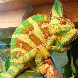 Male Veiled chameleon