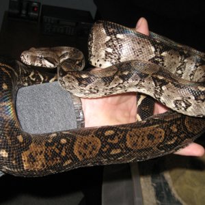 My new Nicaraguan Boa Santiago