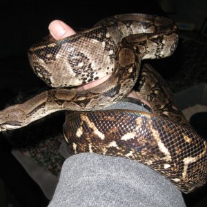 My new Nicaraguan Boa Santiago