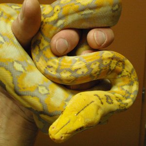 purple retic