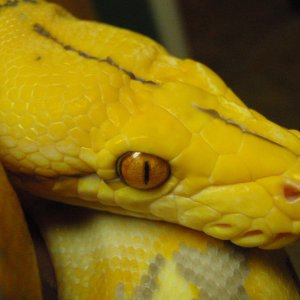 purple retic
