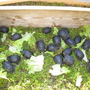 ALDABRA TORTOISE HATCHLINGS