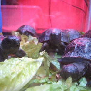 ALDABRA TORTOISE HATCHLINGS