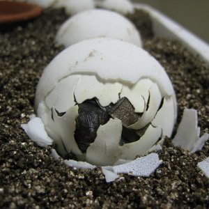 ALDABRA TORTOISE HATCHLING