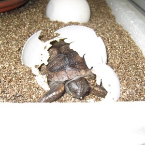 ALDABRA TOROTISE HATCHING