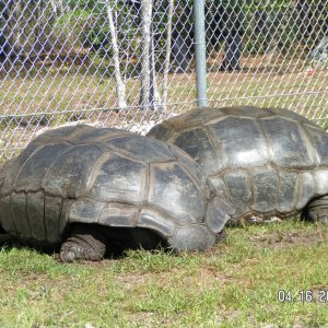 ALDABRA TORTOISE BREEDER MALES