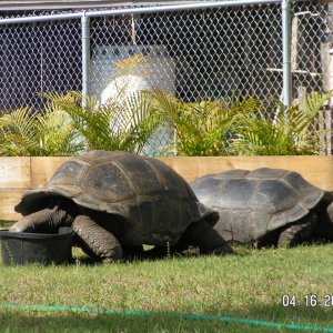 ALDABRA BREEDER MALES