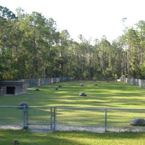 ALDABRA TOROTISE FARM
