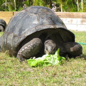 FEMALE ALDABRA TORTOISE