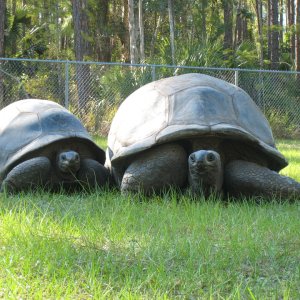 ALDABRA TOROTISES