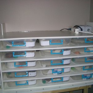 custom rack