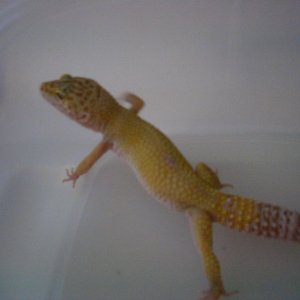 tremper albino 1   weight 43.5 g on 1/31/11