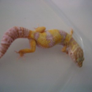 tremper albino 2  43.6 g on 1/31/11