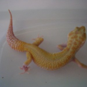 tremper albino 3  weight 43.9g 1/31/11