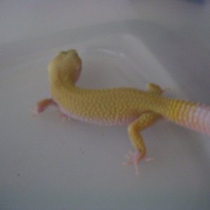 tremper albino male  50.1g 1/31/11