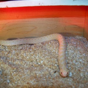 1.0 ALBINO MALE PROVEN BREEDER