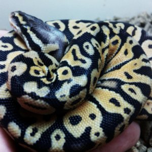 Super Pastel Male 2010 hatch