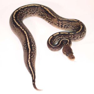 Onyx Yellow Belly