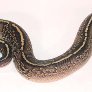 Onyx Yellow Belly