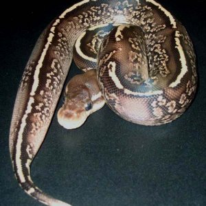 Onyx Yellow Belly