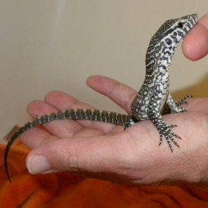 Juvenile Nile Monitor ~ Nigel