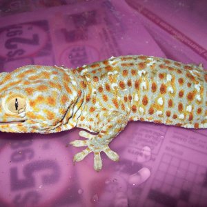 male 1